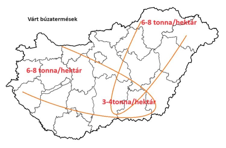 búza termésvárakozás