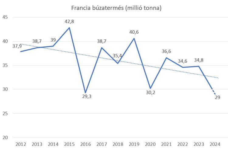 francia búzatermés