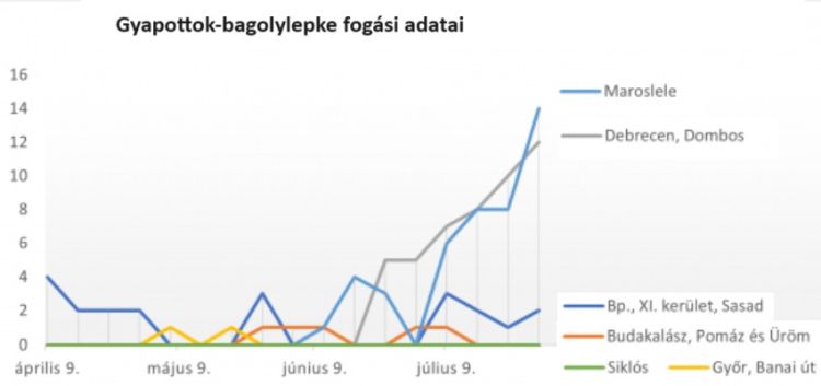 gyapottok-bagolylepke fogása