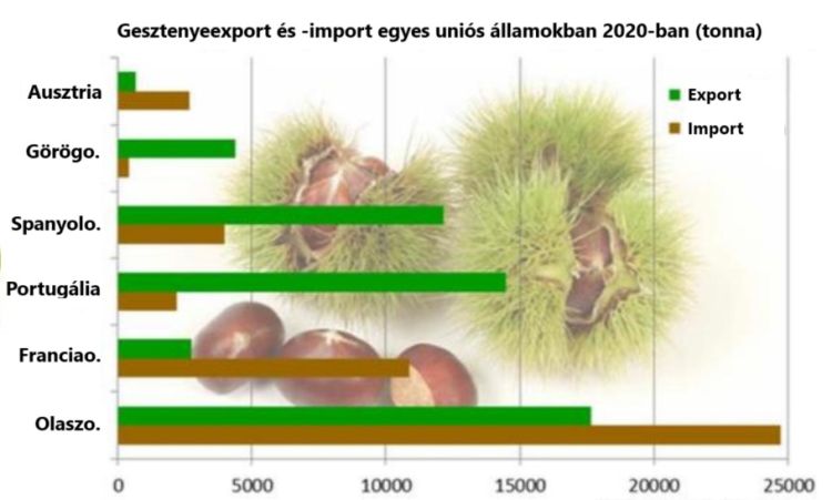 gesztenye export import