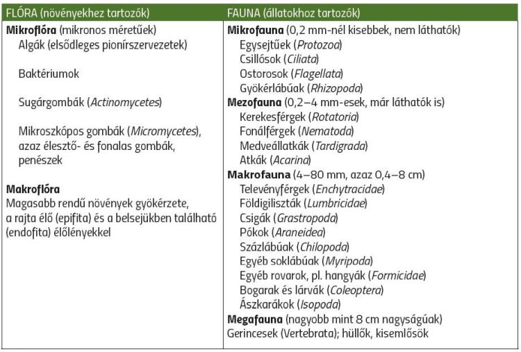 a talaj élőlényeinek felosztása