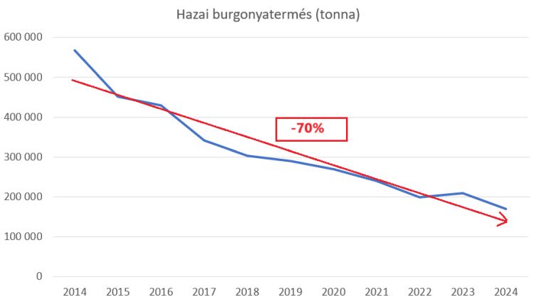 burgonya termes