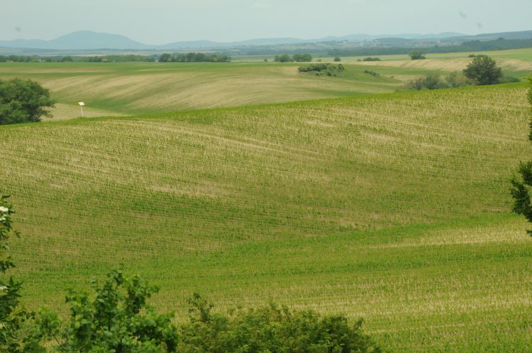 mezőgazdasági terület