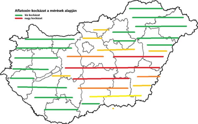 aflatoxin kockázat