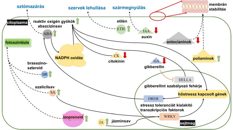 Anyagcseretermékek szabályozási hálózata 