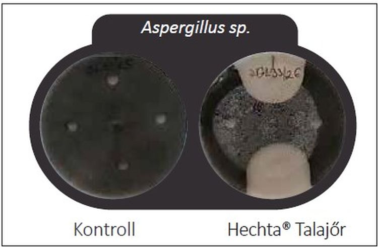 Aspergillus