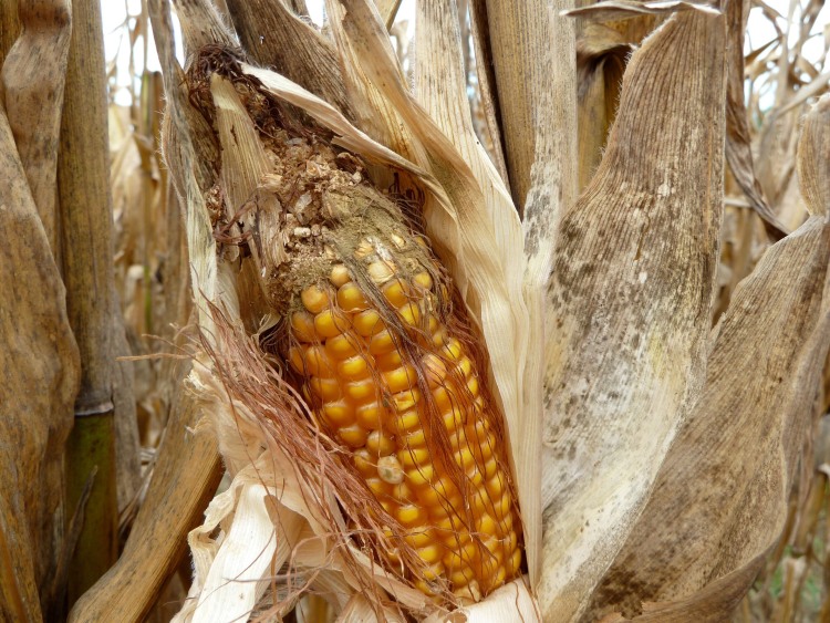 Hogyan csökkentsük az aflatoxin fertőzést