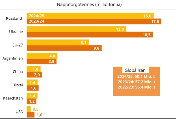 napraforgó termés globál