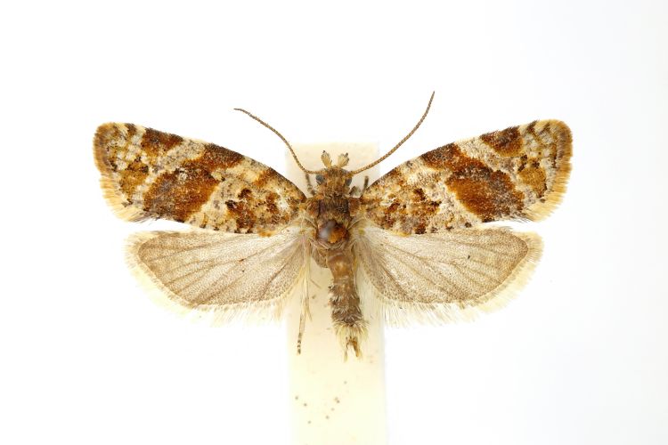 amlamoly imago