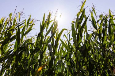 Syngenta kukorica