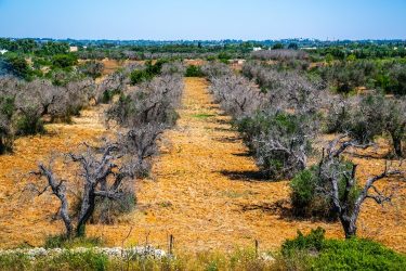 Xylella fastidiosa
