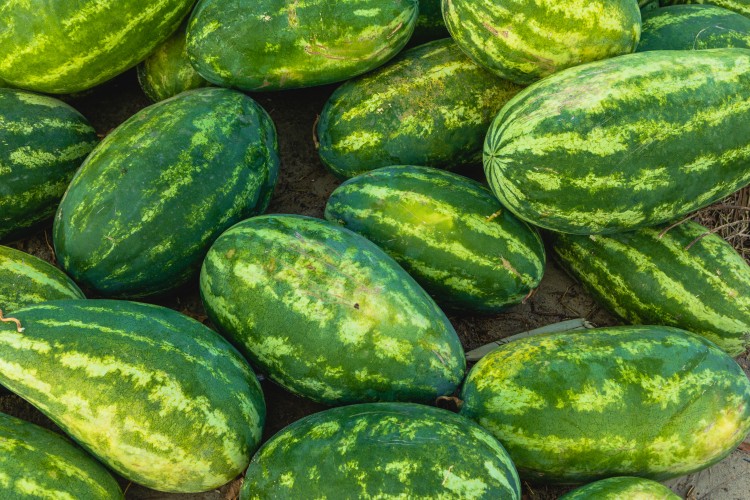 Erős terméssel és magas árakkal indult a görögök dinnyéje
