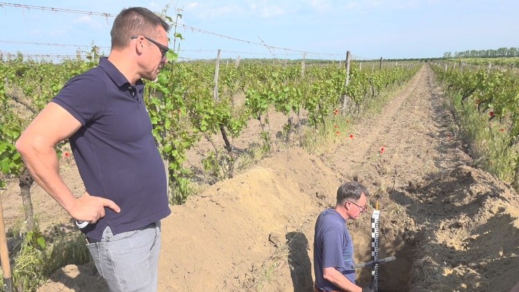 A gyökértől a fürtig: talaj–növény kapcsolat a szőlőben