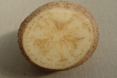zebra chip