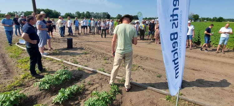 Lehet sikeres a burgonyatermesztés, főleg hazai fajtákkal