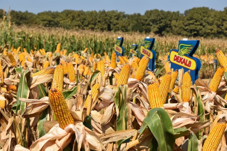 DEKALB hibrid