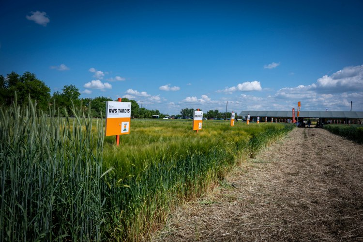 KWS-fajtakínálat 2025: minőség és védelem együtt