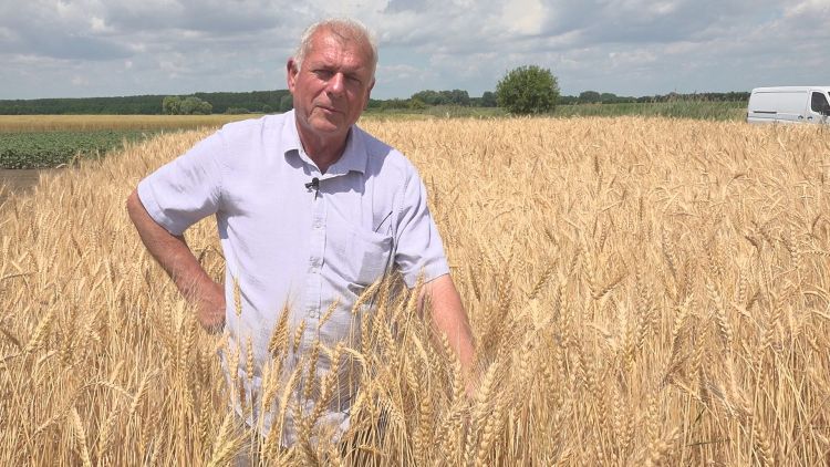 Őshonos búzák, biozöldségek vegyszermentesen Hajdúhadházon