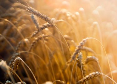 durum