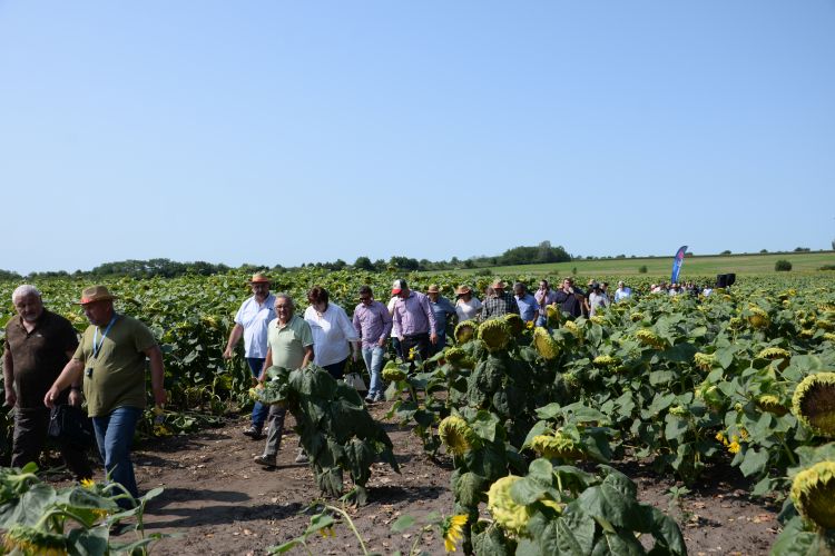 limagrain napraforgó bemutató