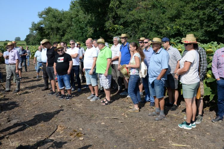 limagrain napraforgó bemutató