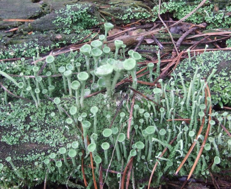 Cladonia fimbriata