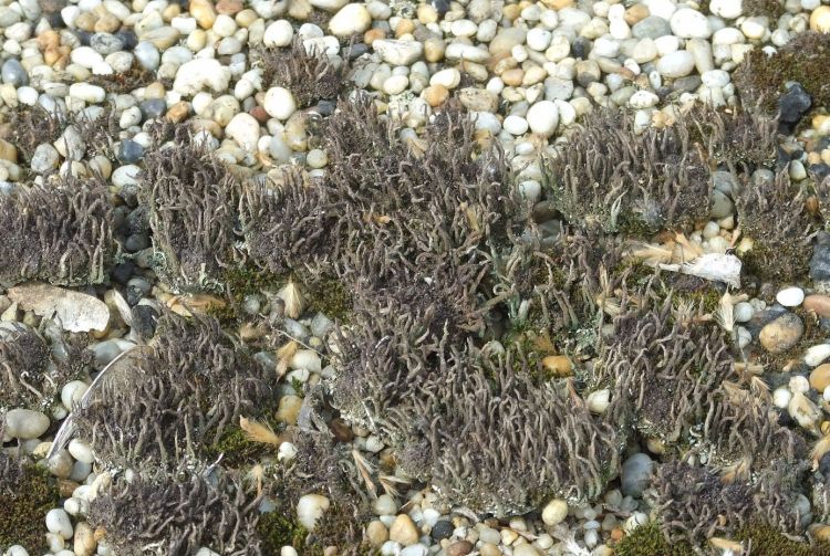 Cladonia rei