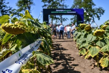 Syngenta crop-EX rendezvény napraforgó