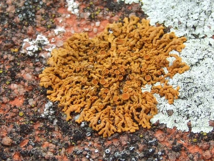 Xanthoria elegans