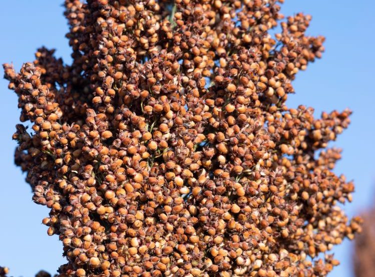 cirokbuga