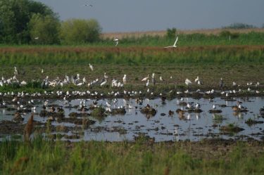Hortobágyi-halastó élővilága