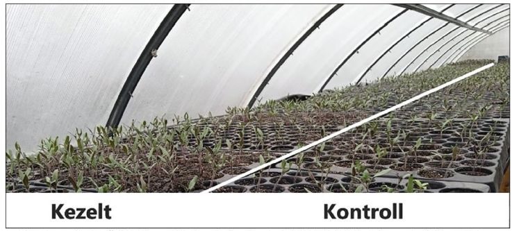gyengén fertőzött közegnél a kezelt és a kontroll közötti eltérés