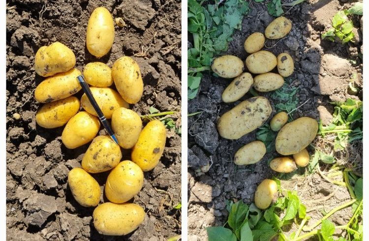 biostimulátorral kezelt és nem kezelt burgonya