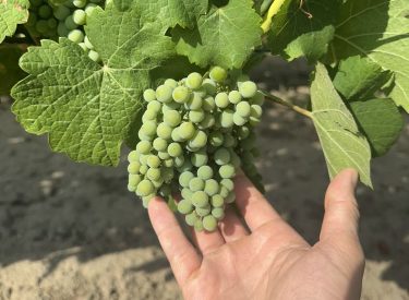 biostimulátorral kezelt szőlő