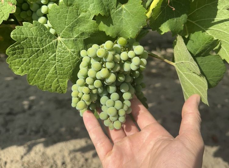 biostimulátorral kezelt szőlő
