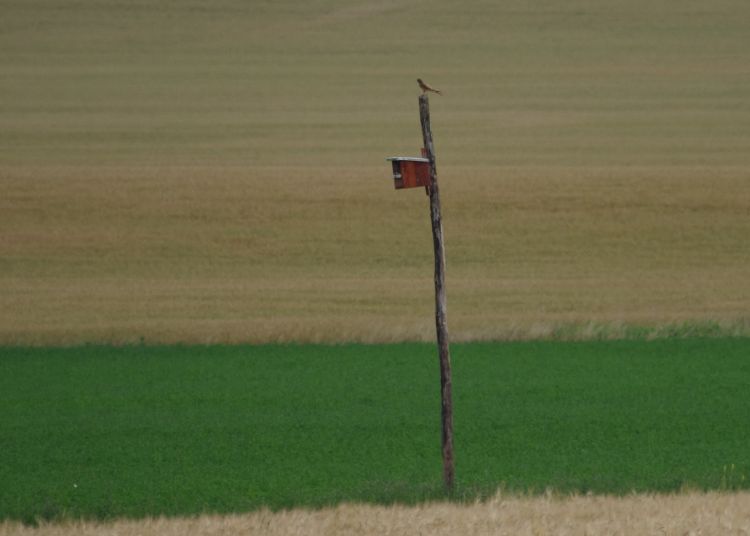 lucernatábla