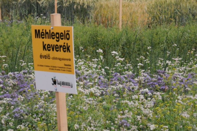 méhlegelő