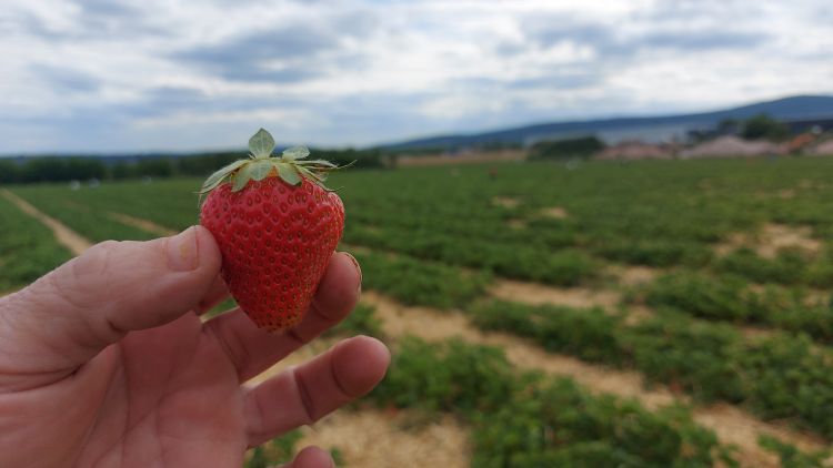 szamóca