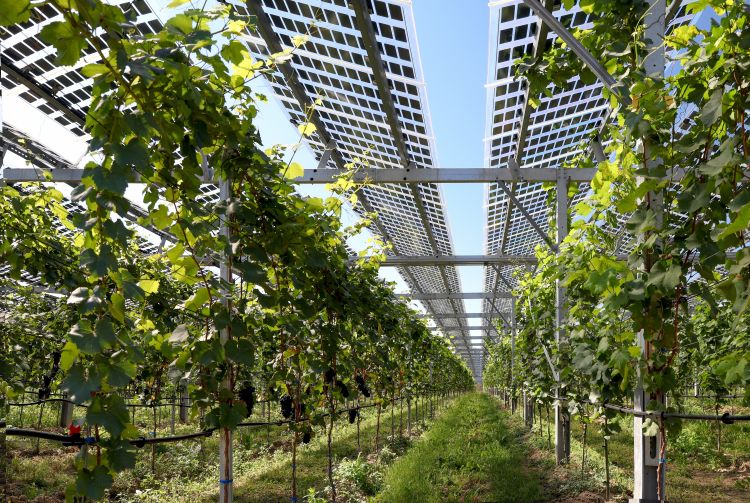 szolárpanel agro-fotovoltaik