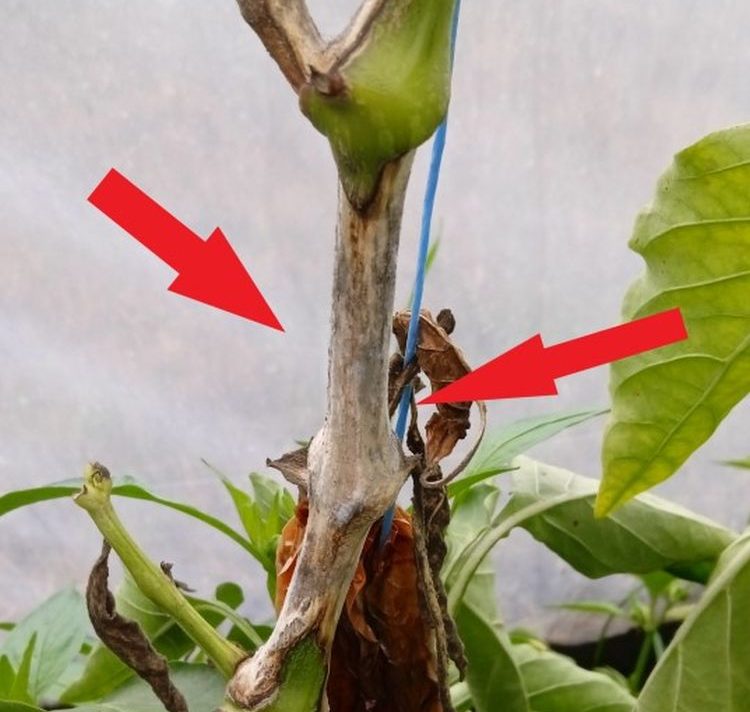 Sclerotinia sclerotiorum