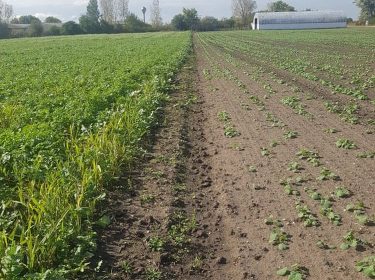 porba vetes eseten ritka lesz az allomany