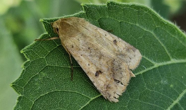 gyapottok-bagolylepke