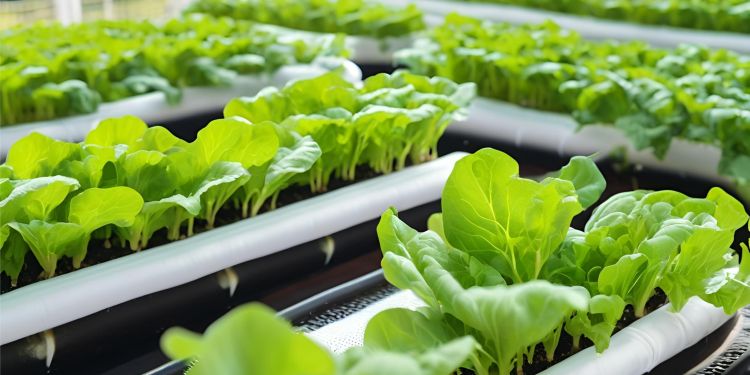 AI alkalmazasa salataultetvenyben