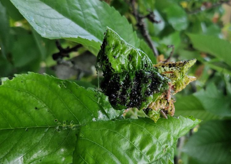a levéltetvek torzulásokat okoznak