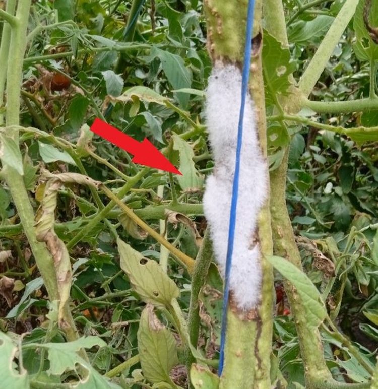 Sclerotinia sclerotiorum miceliumfonalai