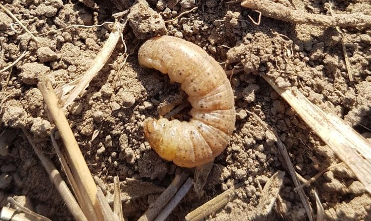 cserebogár lárvája