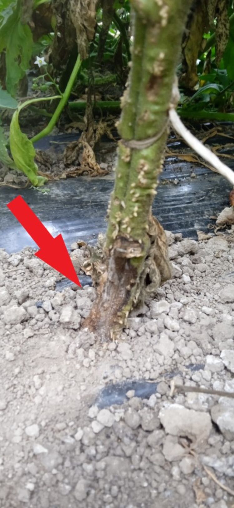Fusarium solani ferozes gyokernyakon