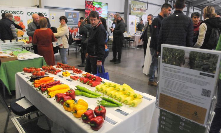 Hajtatási Nap Szentes