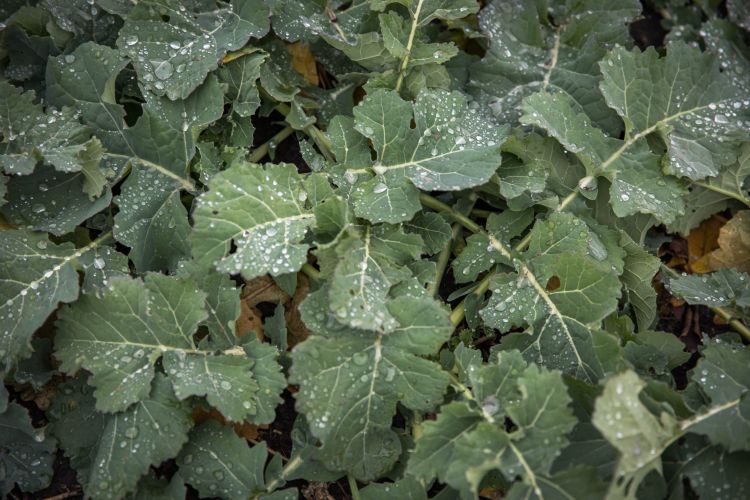 Kevésnek bizonyult a beharangozott eső