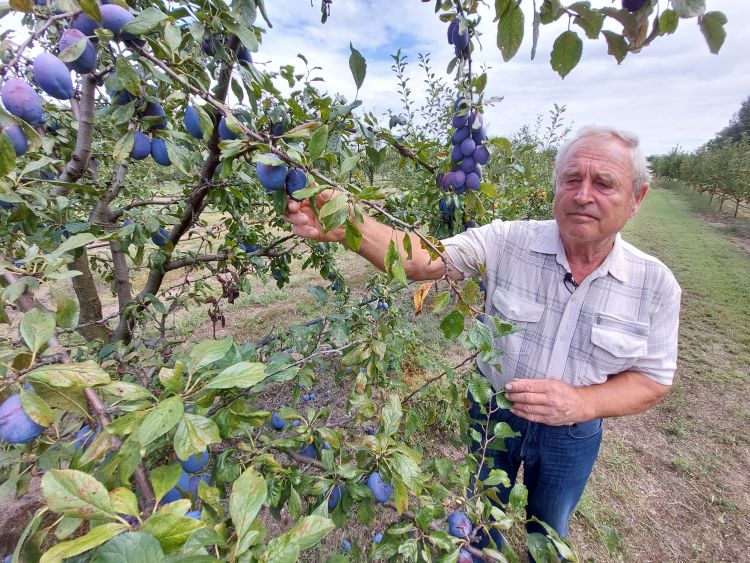 Kádár Imre, szilva